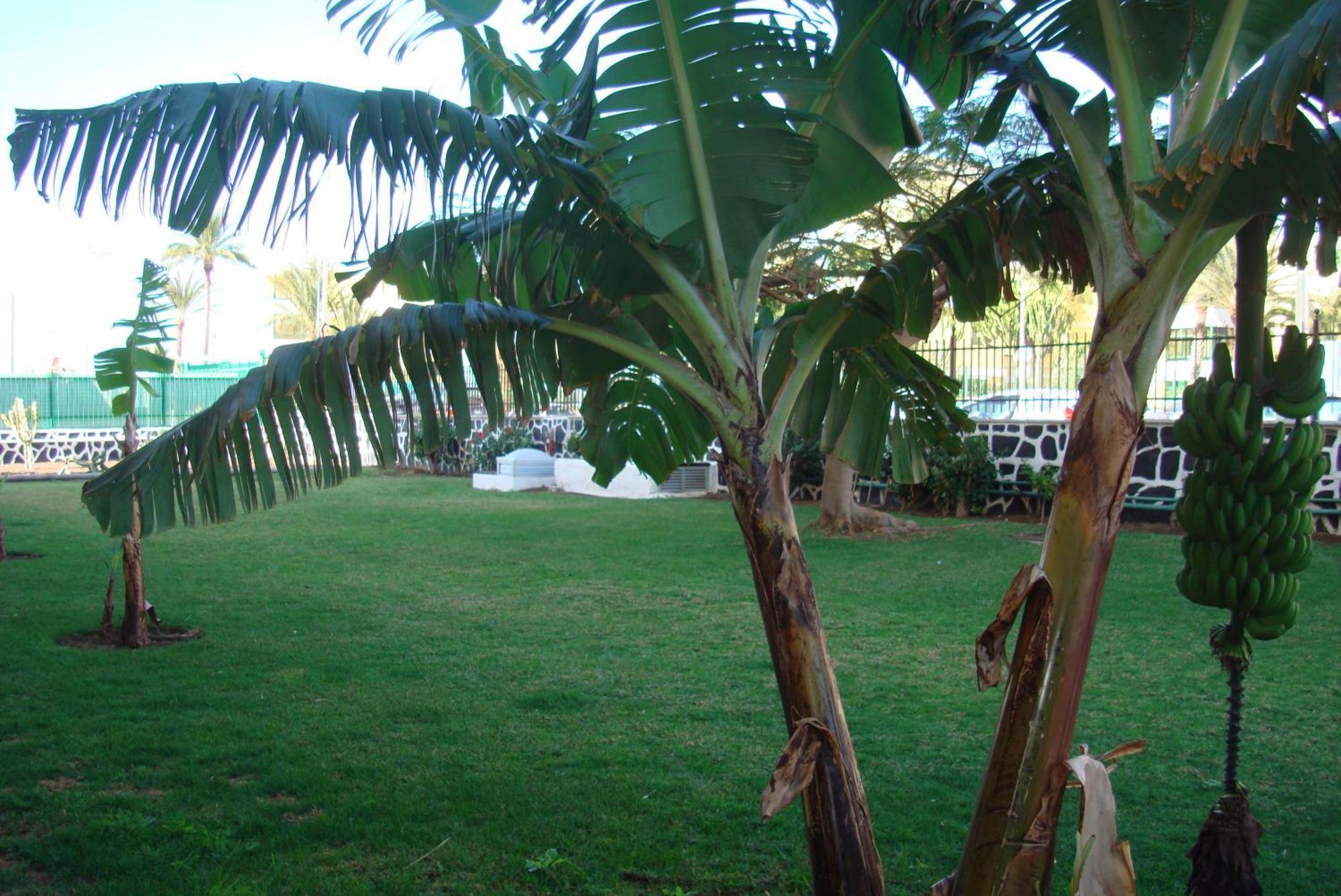 Los Cactus Playa del Inglés Extérieur photo