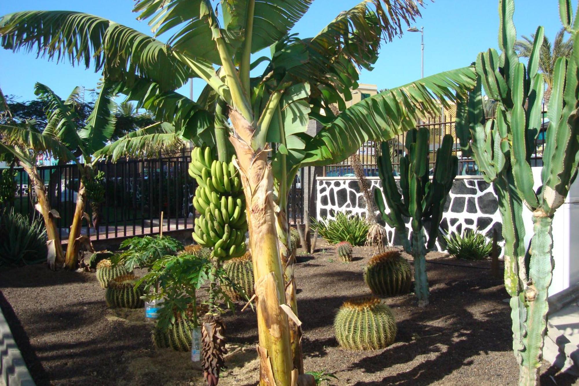 Los Cactus Playa del Inglés Extérieur photo