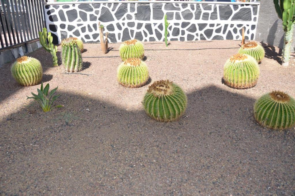 Los Cactus Playa del Inglés Extérieur photo